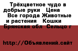 Трёхцветное чудо в добрые руки › Цена ­ 100 - Все города Животные и растения » Кошки   . Брянская обл.,Сельцо г.